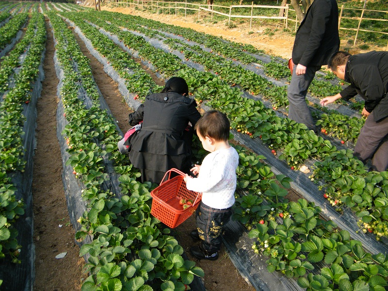 草莓采摘